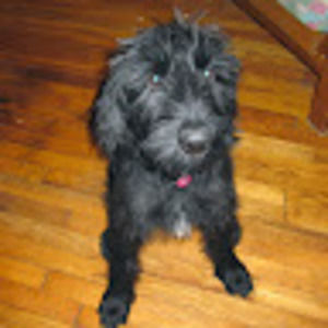 Meet your Posher, Dky